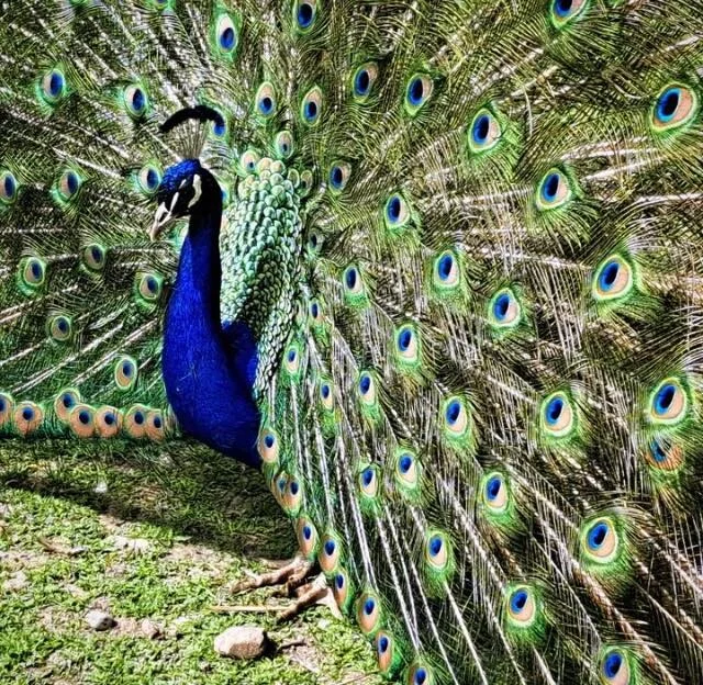 Dierenpark Dronten