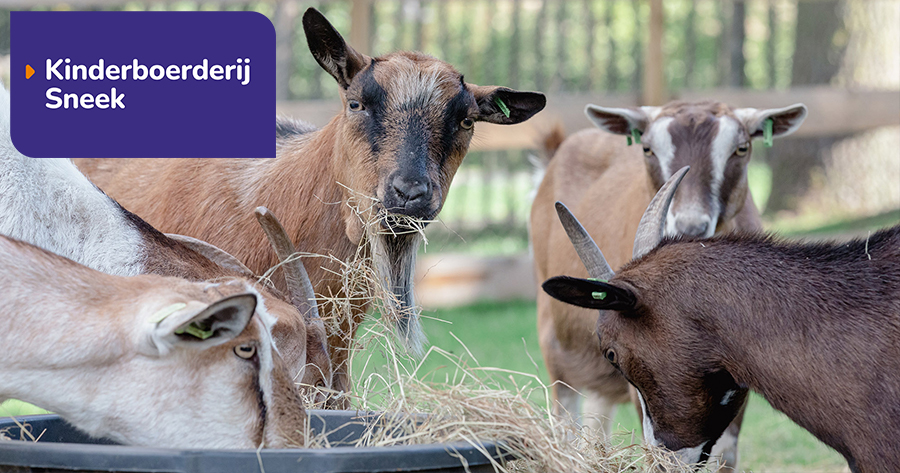 Kinderboerderij Sneek