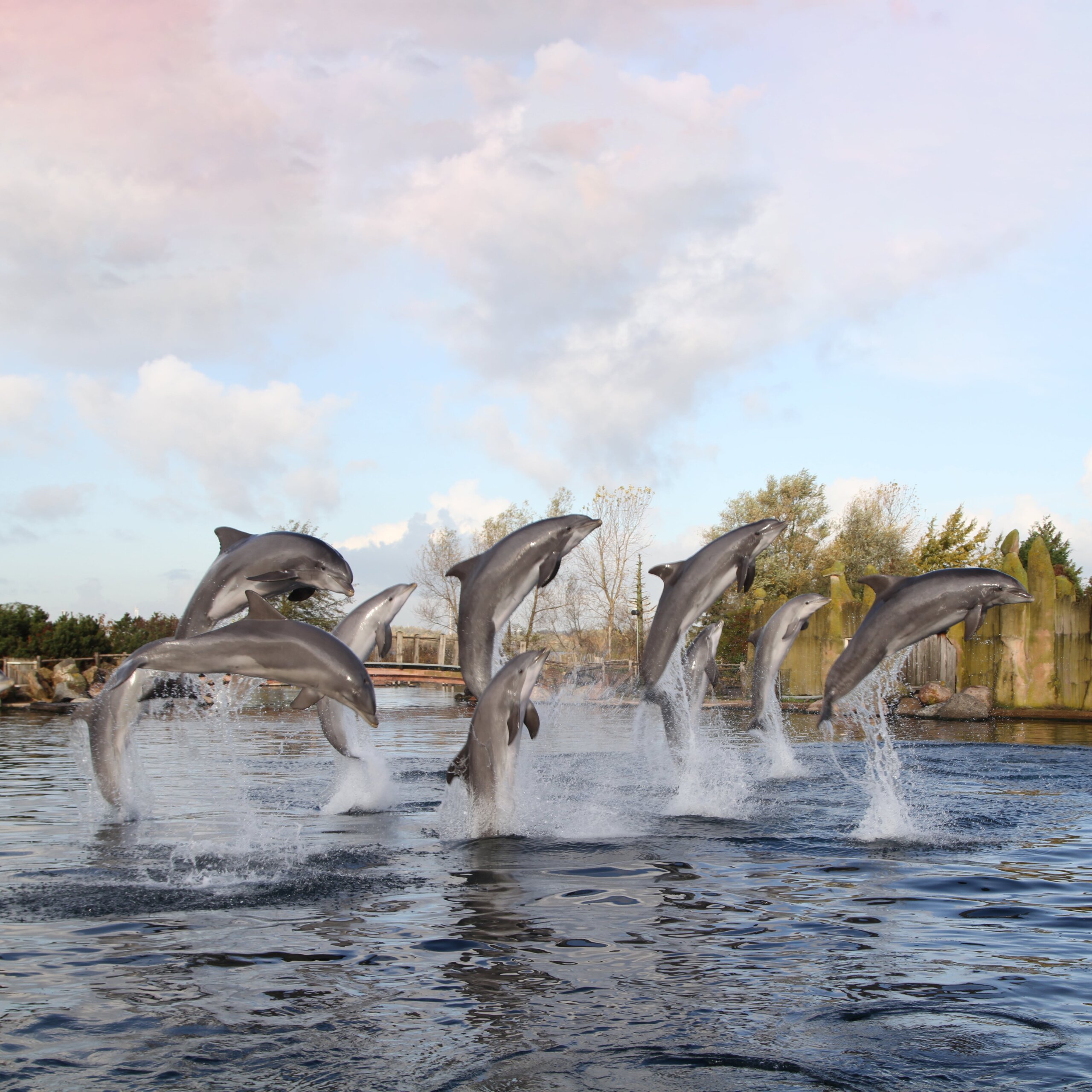 Dolfinarium