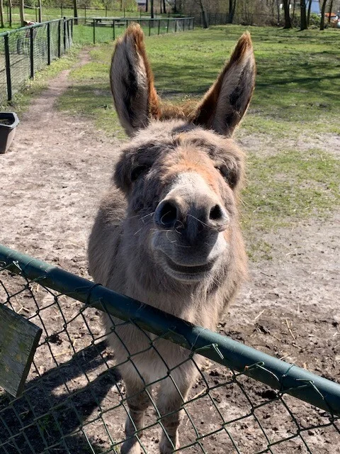 Kinderboerderij Oude Pekela