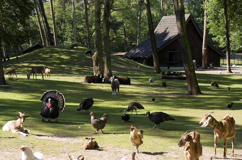 Kinderboerderij De IJzeren man