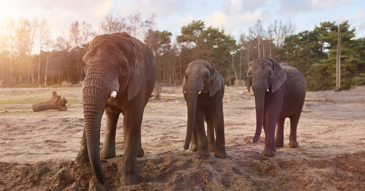 Beekse Bergen Safaripark