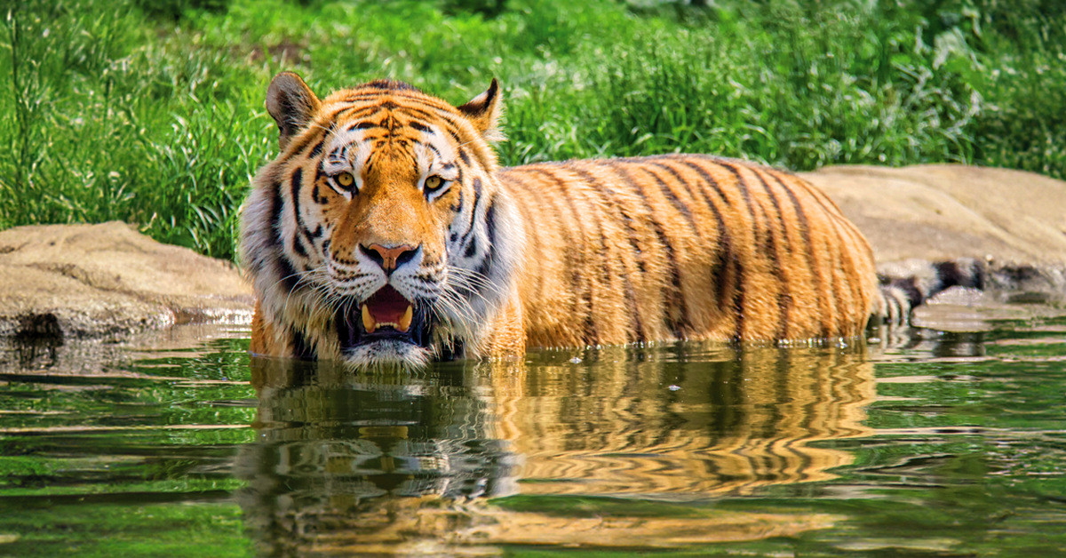 Dierenrijk