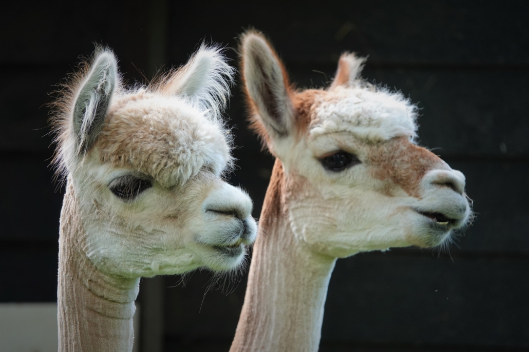 Kinderboerderij de Put