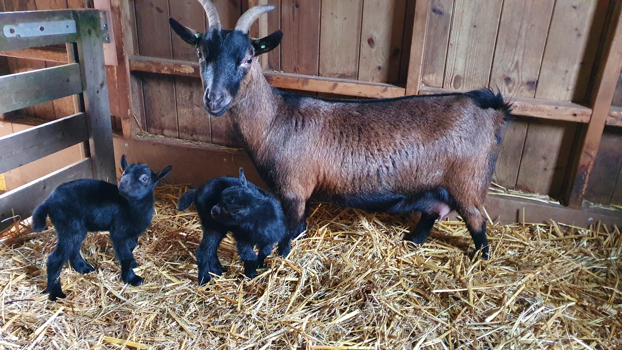 Kinderboerderij De Boerenzwaluw