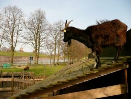 Kinderboerderij De Pluimgraaf