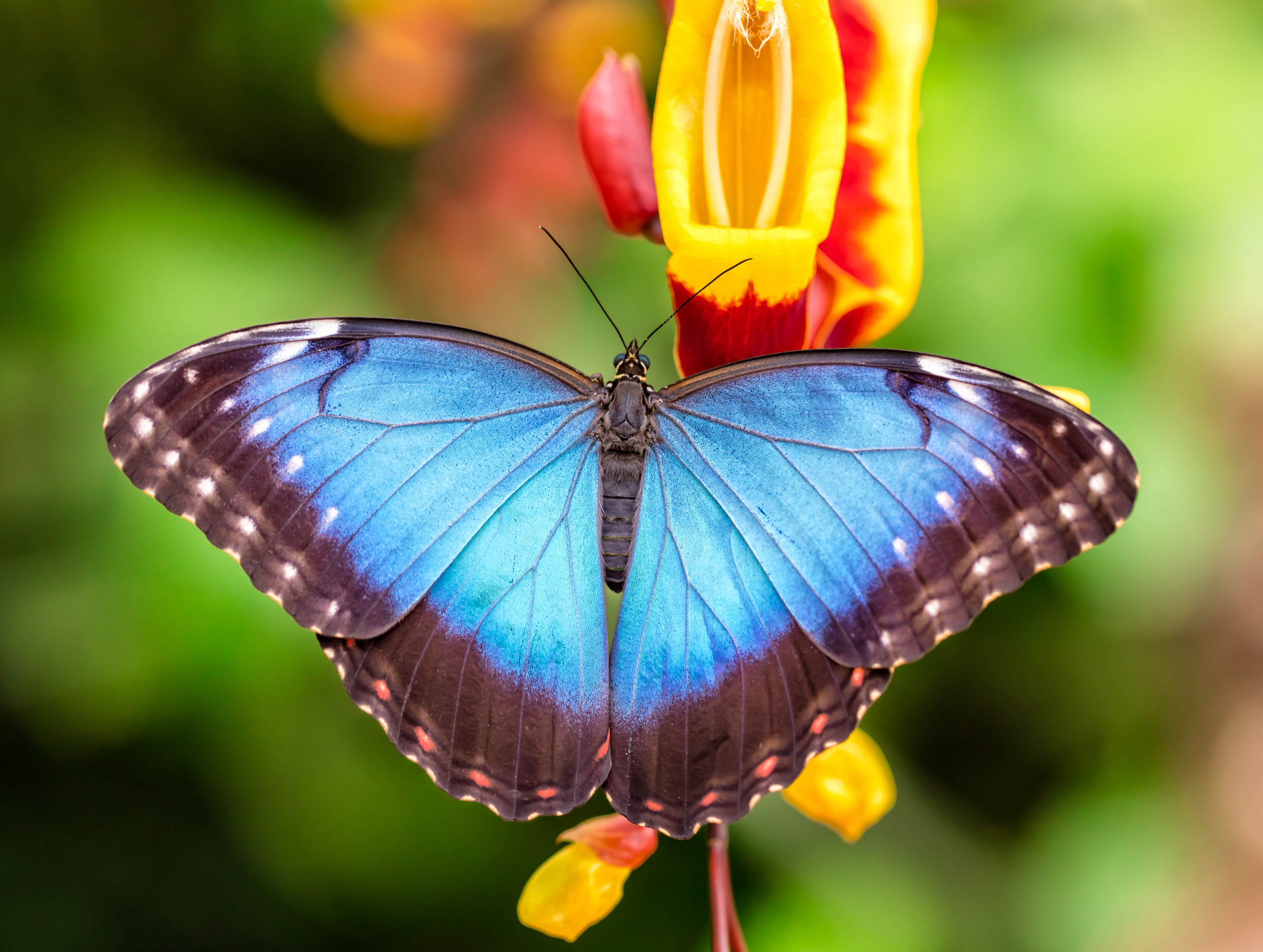 Vlindertuin Vlindorado