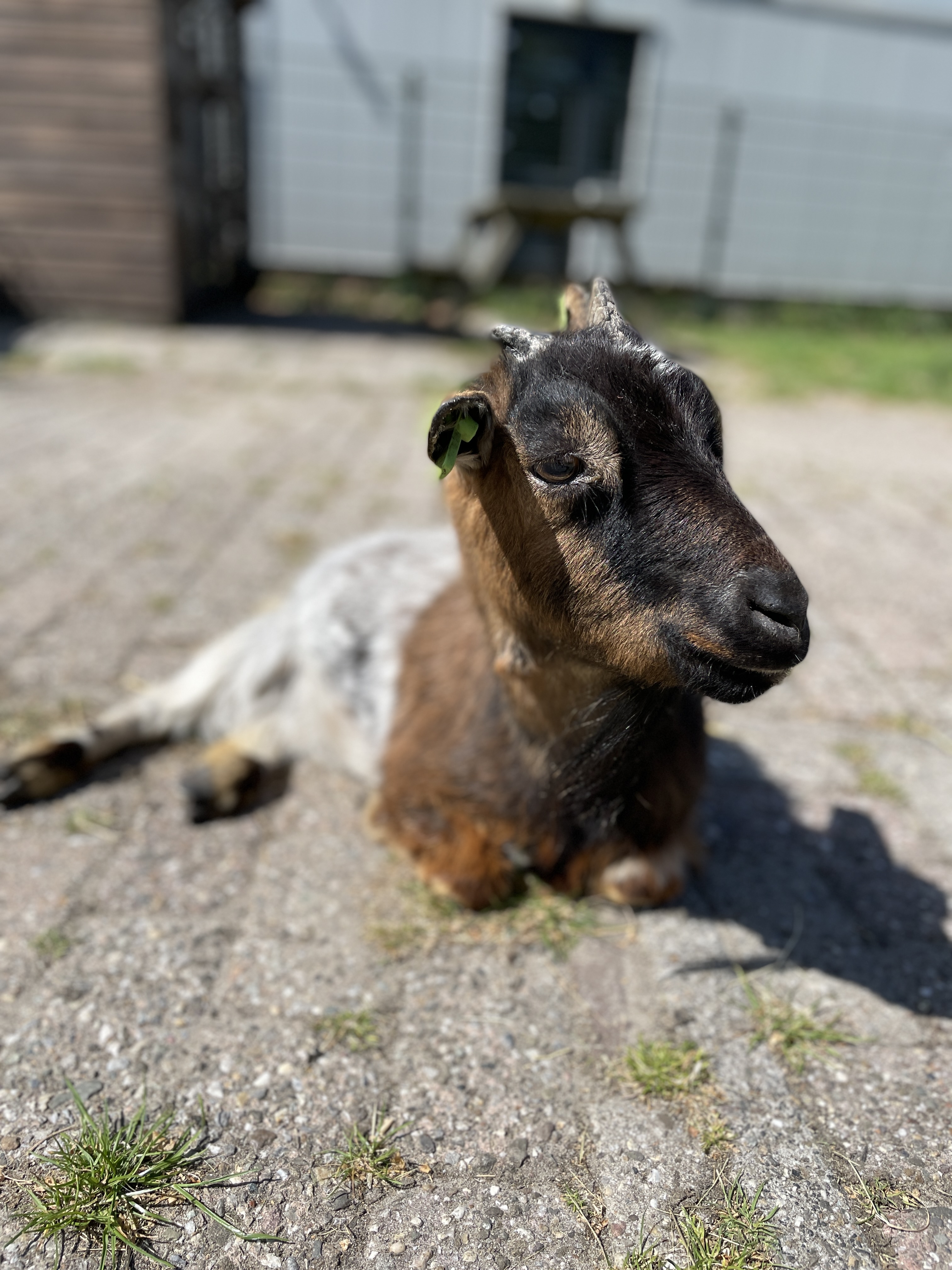 Kinderboerderij Rooswijk