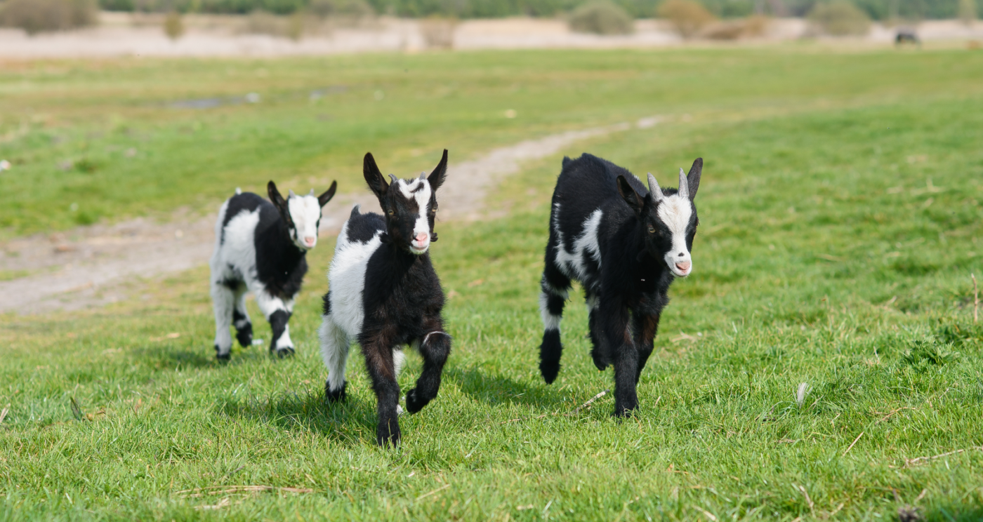 Kinderboerderij Tanthof