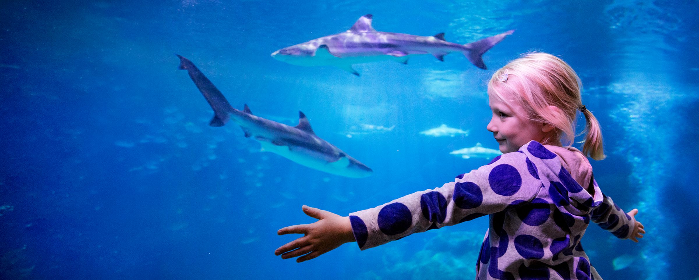 SEA LIFE Scheveningen
